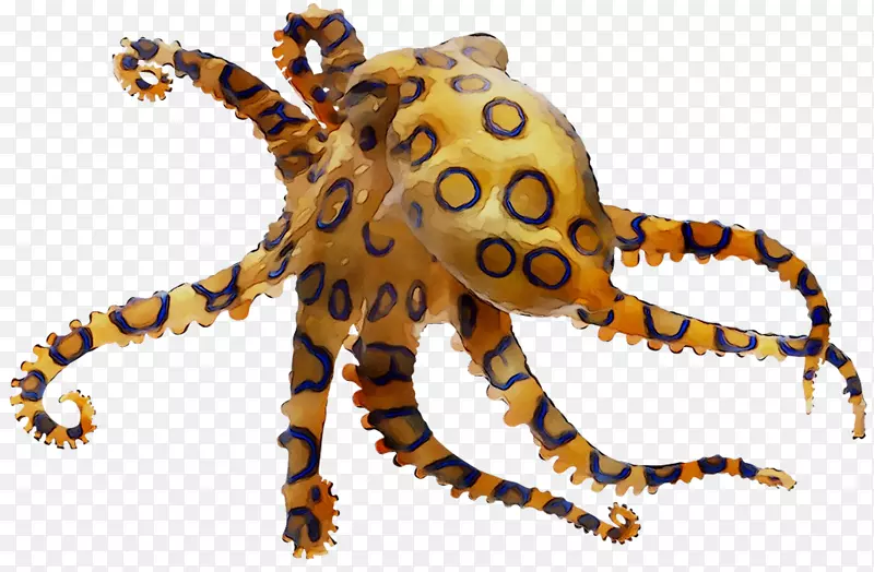 章鱼蟹足类陆生动物