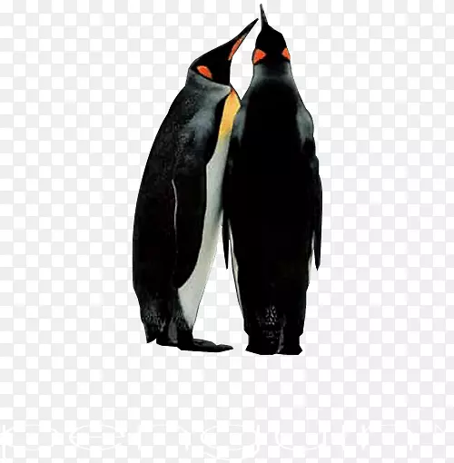 王企鹅产品贸易目录下载-企鹅