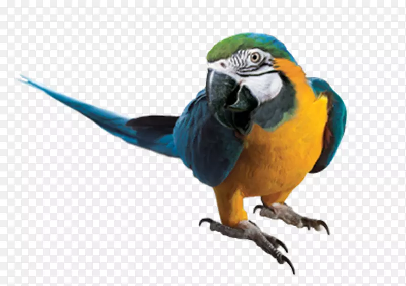 鹦鹉蓝黄金刚鹦鹉png图片剪辑艺术鹦鹉