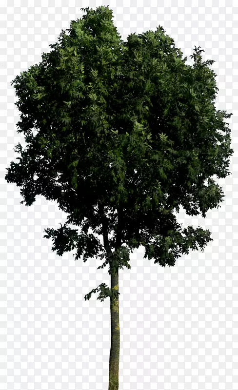 png图片树图像adobe Photoshop透明度树
