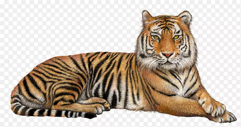 猫科狮子孟加拉虎透明png图片-狮子