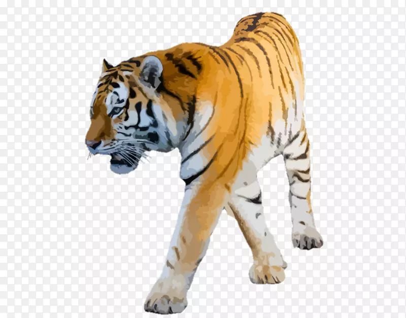 狮子剪贴画猫科孟加拉虎猫-狮子