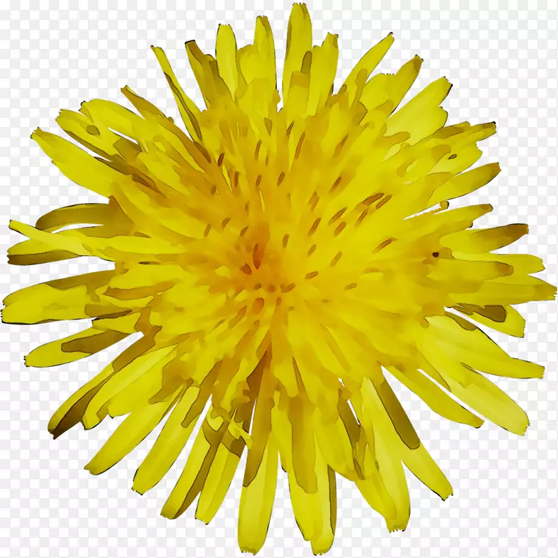 蒲公英黄色菊花切花