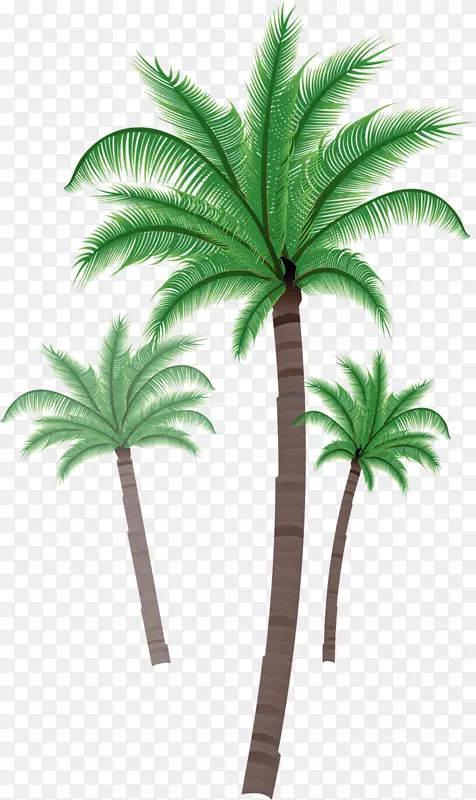 亚洲棕榈椰子树剪贴画-椰子