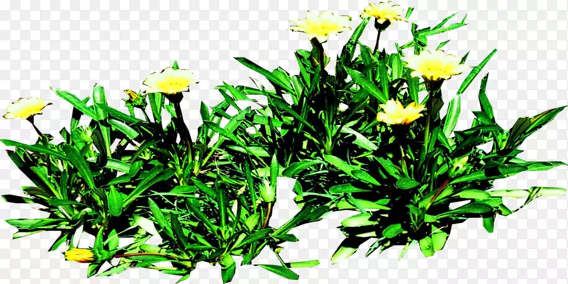 花卉设计草本植物-甘地菊信息图