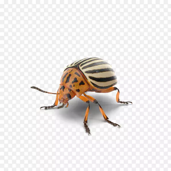 甲虫-甲虫png图片透明图像-甲虫