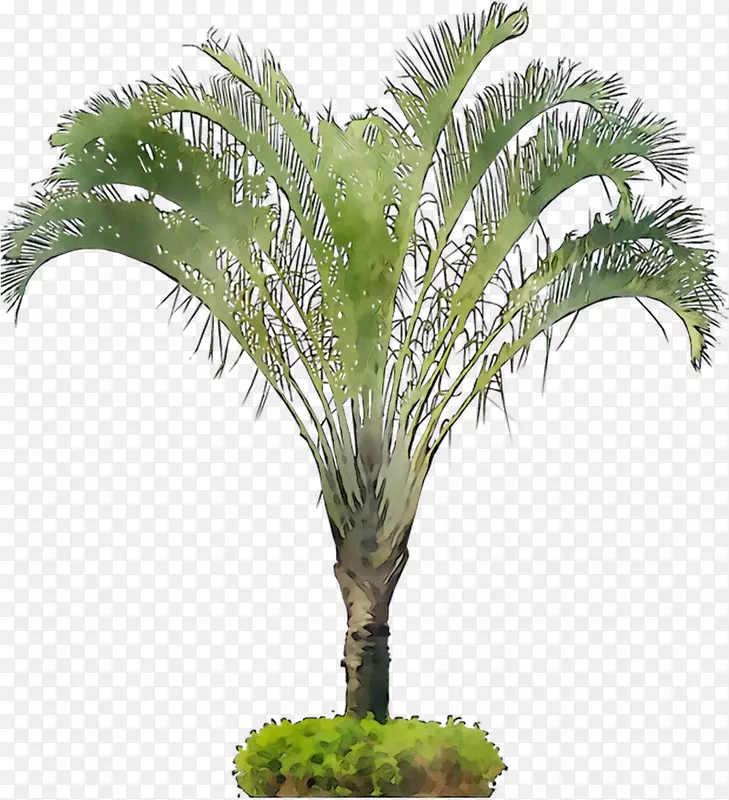 巴巴苏花盆椰子油棕榈树