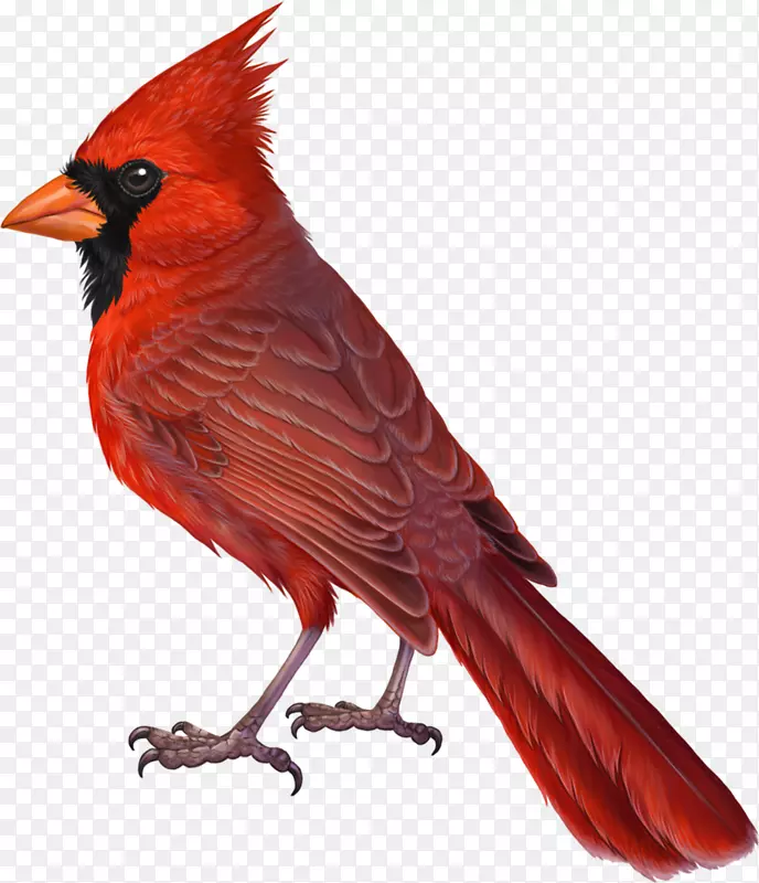 北红衣主教鸟画红衣主教鸟