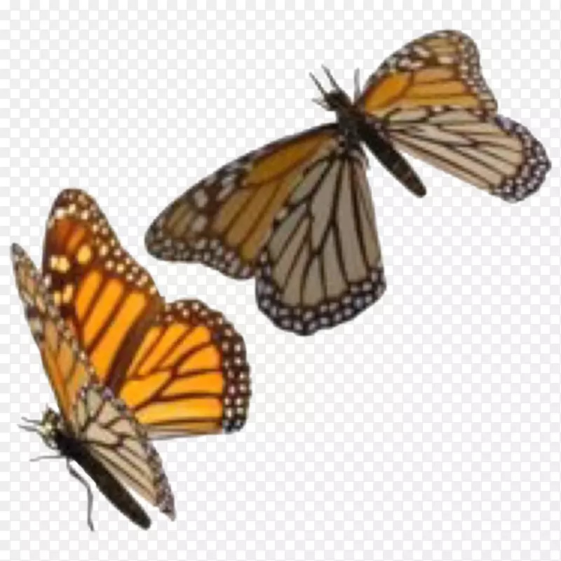 昆虫王蝶夹艺术png图片透明度.昆虫