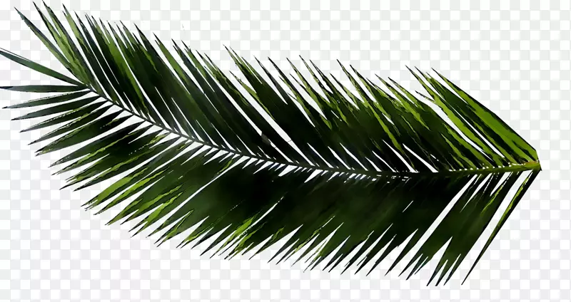水杉棕榈树叶棕榈枝