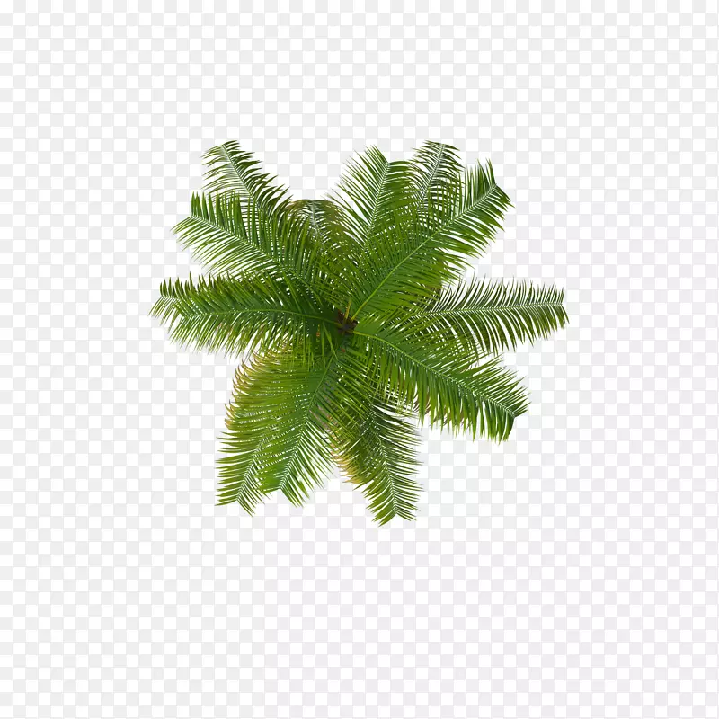 棕榈树椰子png图片剪辑艺术椰子
