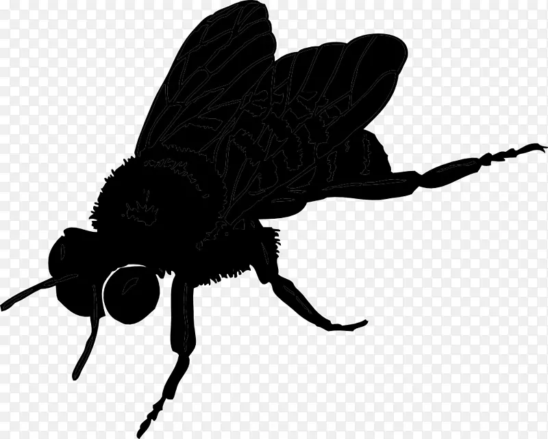 蜜蜂昆虫膜翅目蝴蝶
