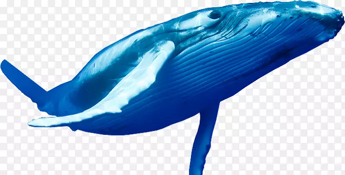 png图片鲸鱼蓝鲸透明剪贴画-TikTok模型