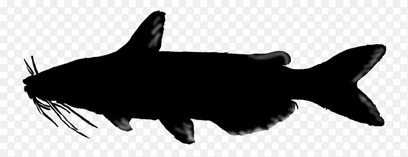 鲨鱼海洋鼻子轮廓