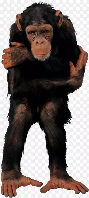 普通黑猩猩灵长类脊椎动物t恤猴t恤