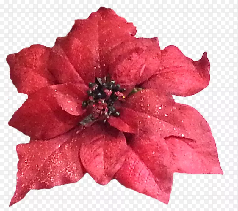 品红切花.圣诞节图形