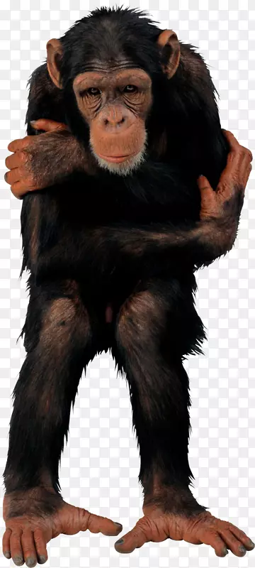 普通黑猩猩灵长类脊椎动物t恤猴t恤