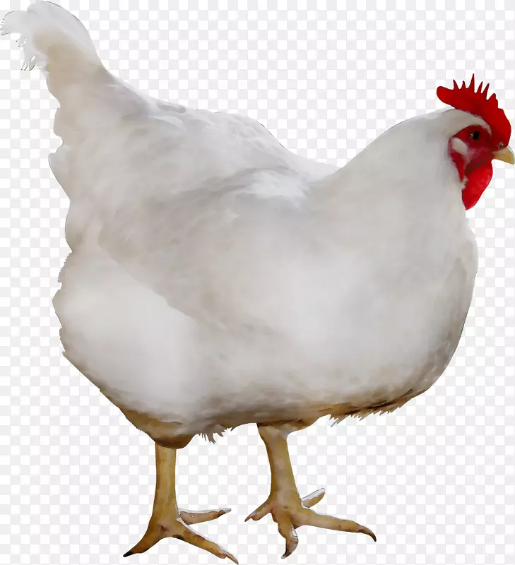 肉鸡康沃尔鸡公鸡摄影品种
