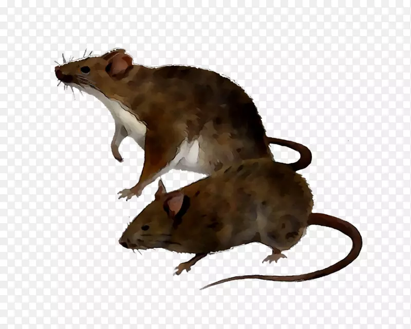 老鼠Amazon.com鼠标捕鼠器电子害虫控制