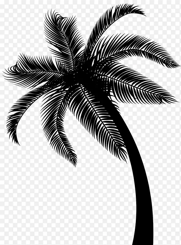 椰子枣棕榈树