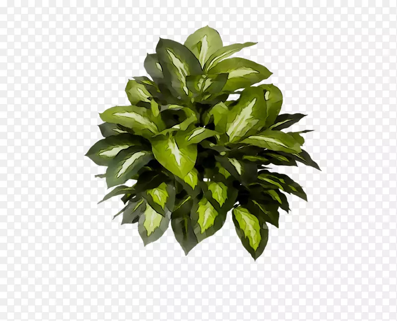 叶花盆植物树