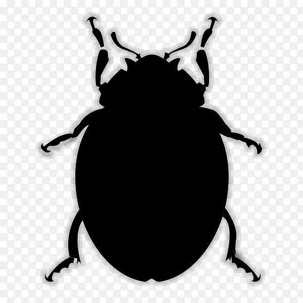 甲虫和昆虫瓢虫甲虫png图片节肢动物