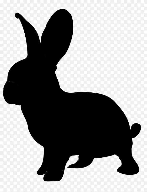 白兔狗繁殖家兔爱丽丝在仙境野兔的冒险