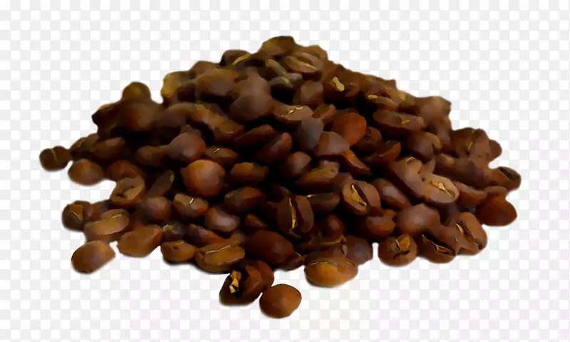 牙买加蓝山咖啡商品种子超级食品
