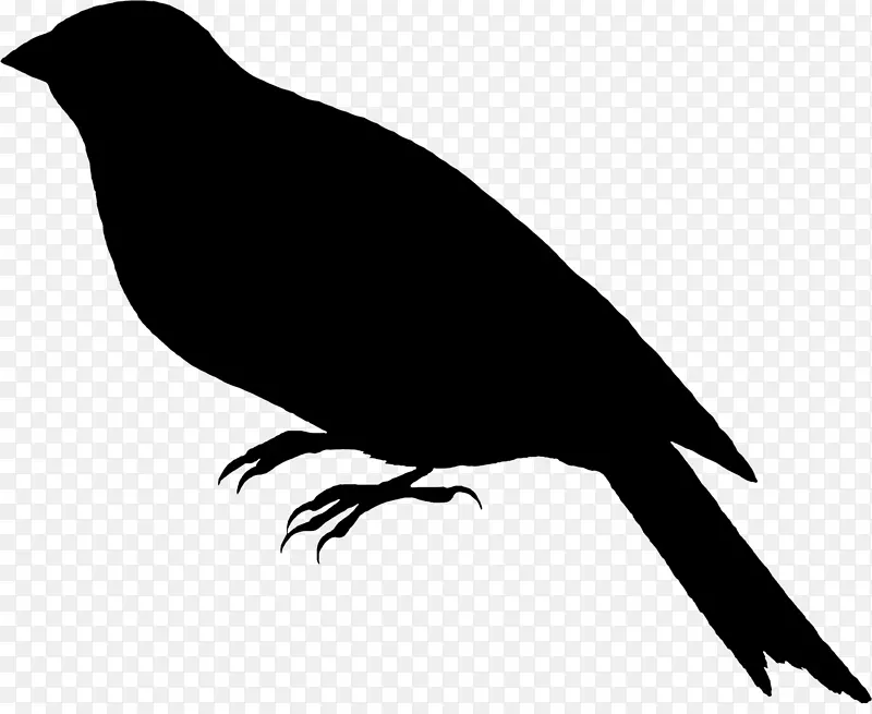 美洲乌鸦雀美洲麻雀喙动物