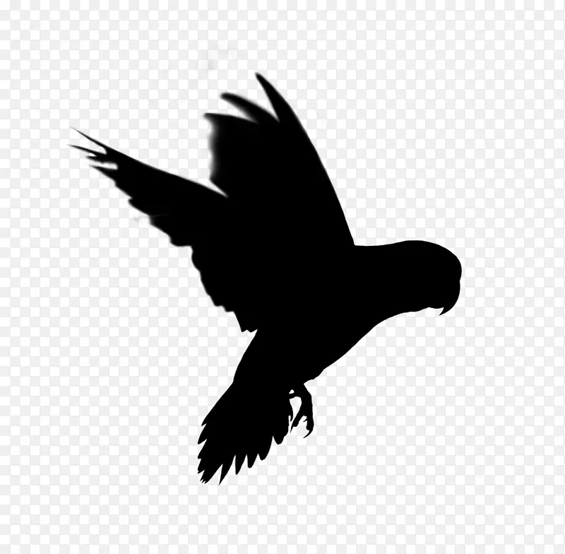 秃鹰喙常见的秃鹰动物群