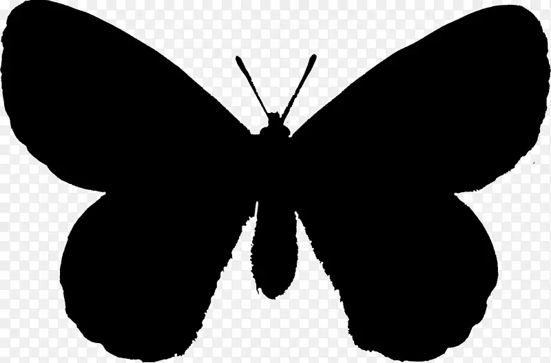 毛茸茸的蝴蝶，模具画鳞翅目飞蛾