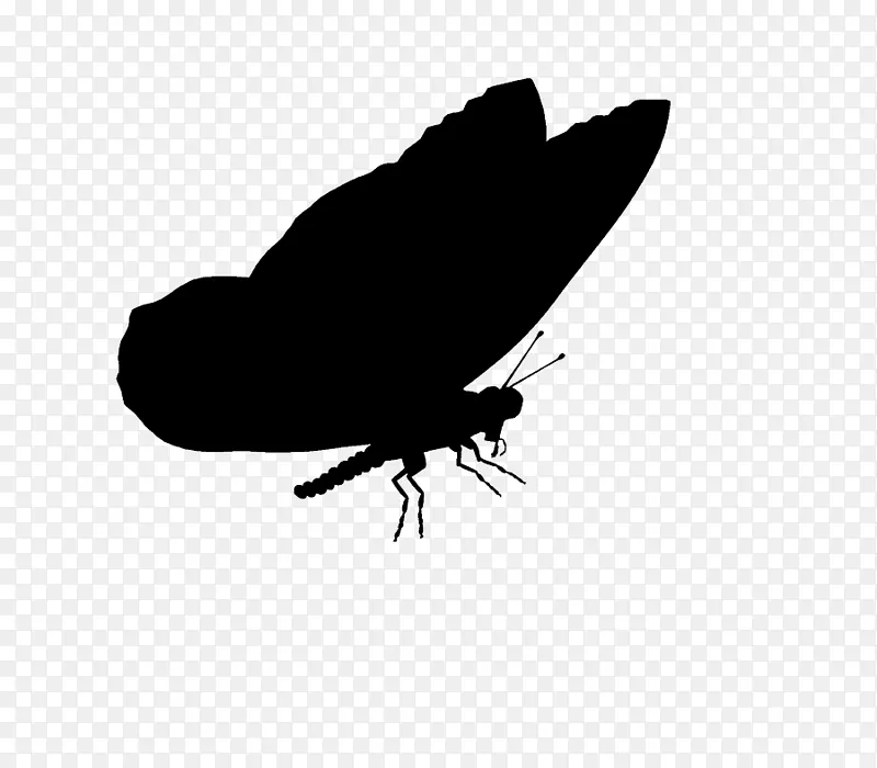 蝴蝶昆虫m/0d字体轮廓