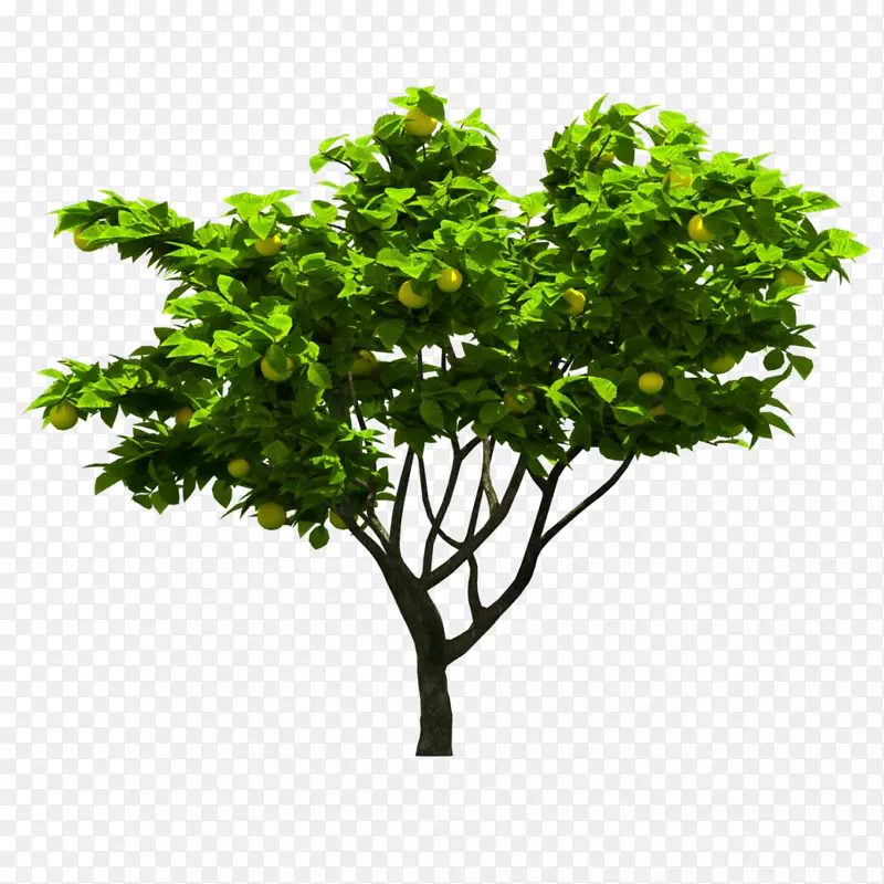 果树图形剪辑艺术png图片.Realtree