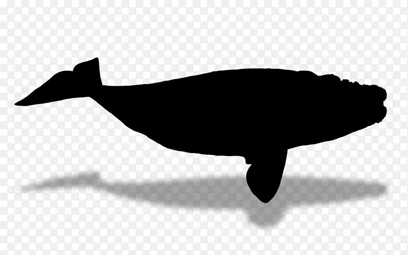 海豚动物群轮廓字体喙