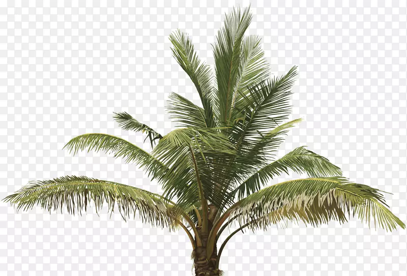 剪贴画图形棕榈树插图棕榈油椰子