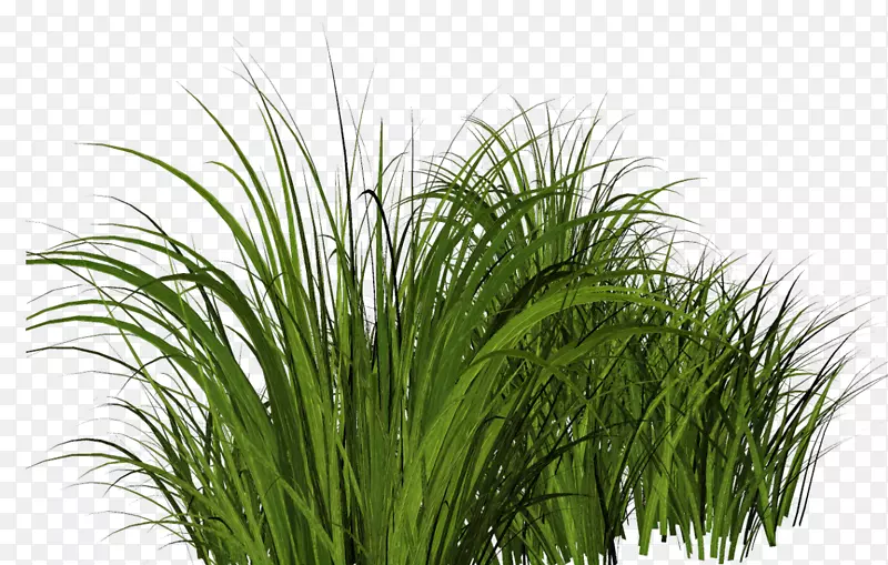 剪贴画png图片图像绘制草本植物.中线草
