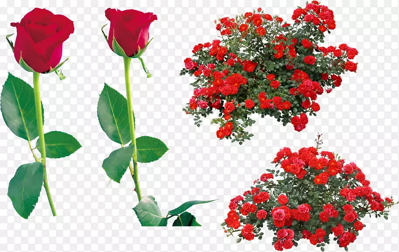 玫瑰png图片剪辑艺术灌木图像.玫瑰