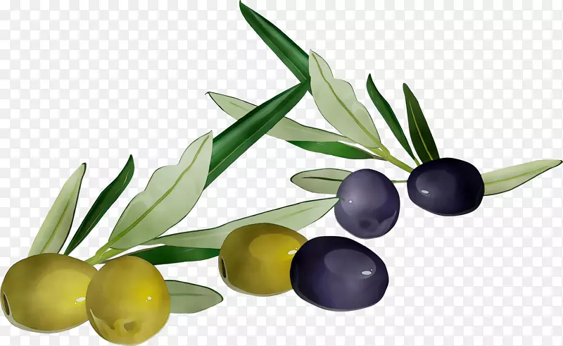 橄榄油产品超食橄榄+m