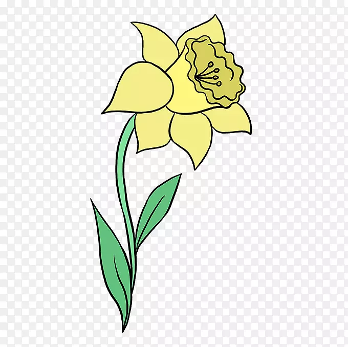 如何绘制水仙花植物插图水彩画-铅笔