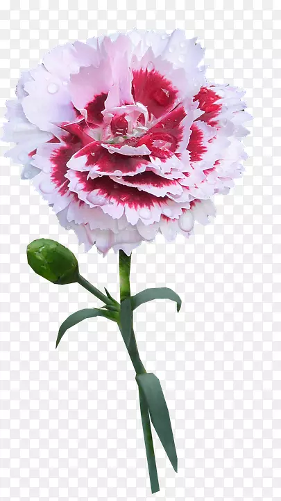 康乃馨png图片花卉图像照片-花
