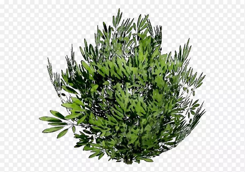 乔木灌木草本植物PNG图片素材下载_图片编号6611502-PNG素材网