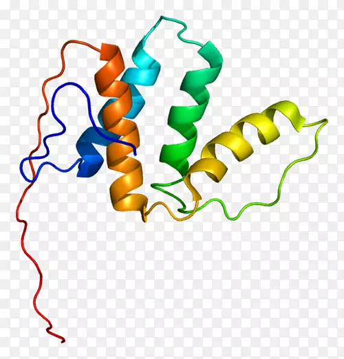 Enoyl CoA异构酶基因-酶装饰品