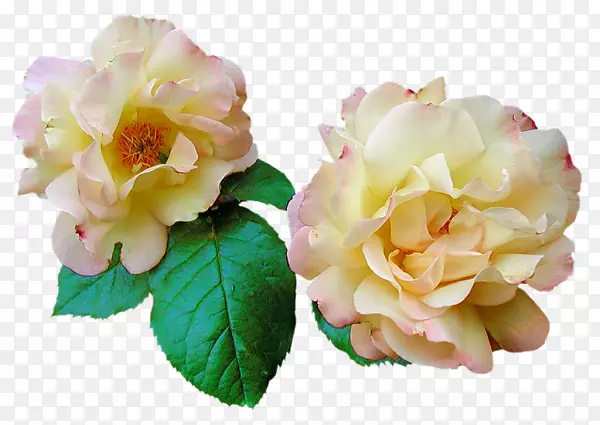 花园玫瑰，png图片设计，图像花