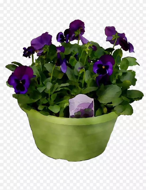 潘西剪花，一年生植物紫罗兰
