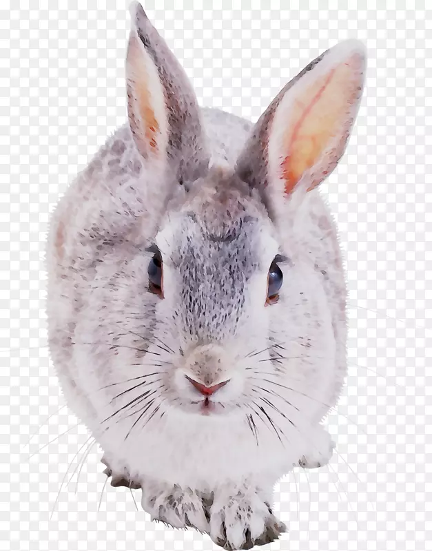 兔子欧洲兔国内兔夹艺术