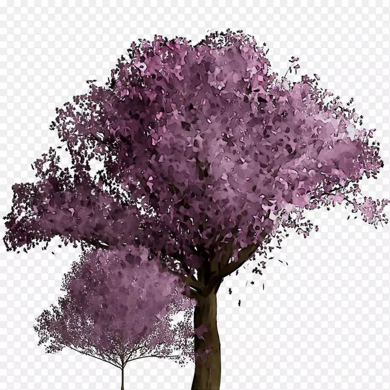 樱桃花.150分钟v.unc.nr和紫色樱桃灌木