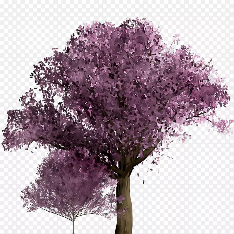 樱桃花.150分钟v.unc.nr和紫色樱桃灌木