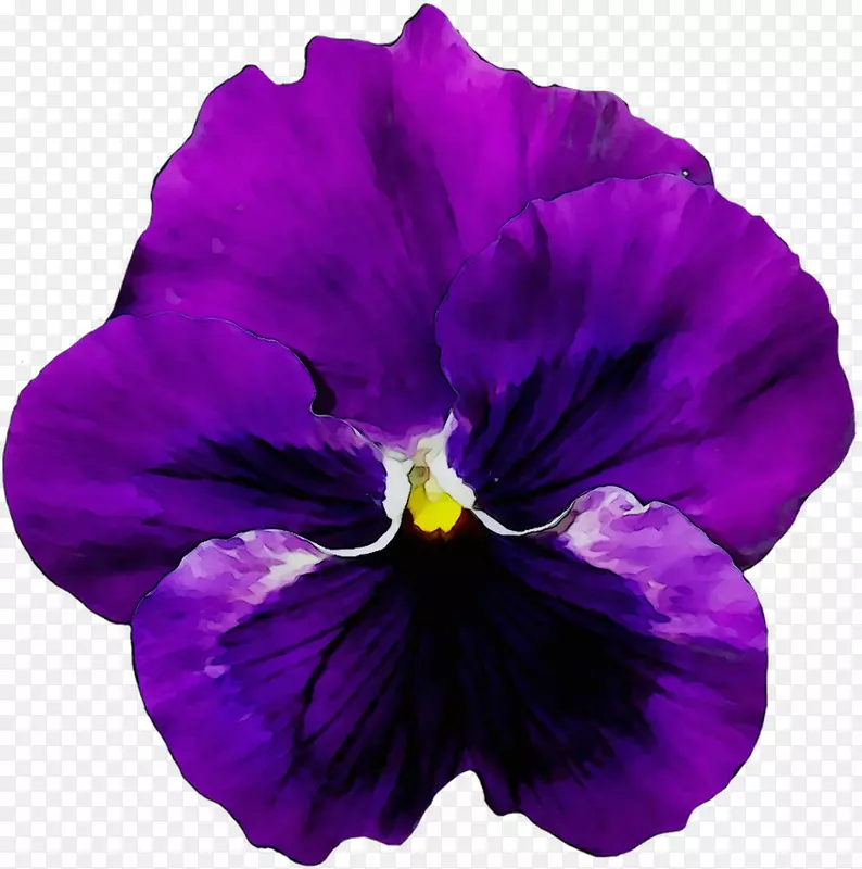 潘西花紫png图片图像