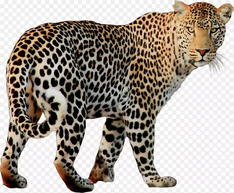 豹美洲豹png图片