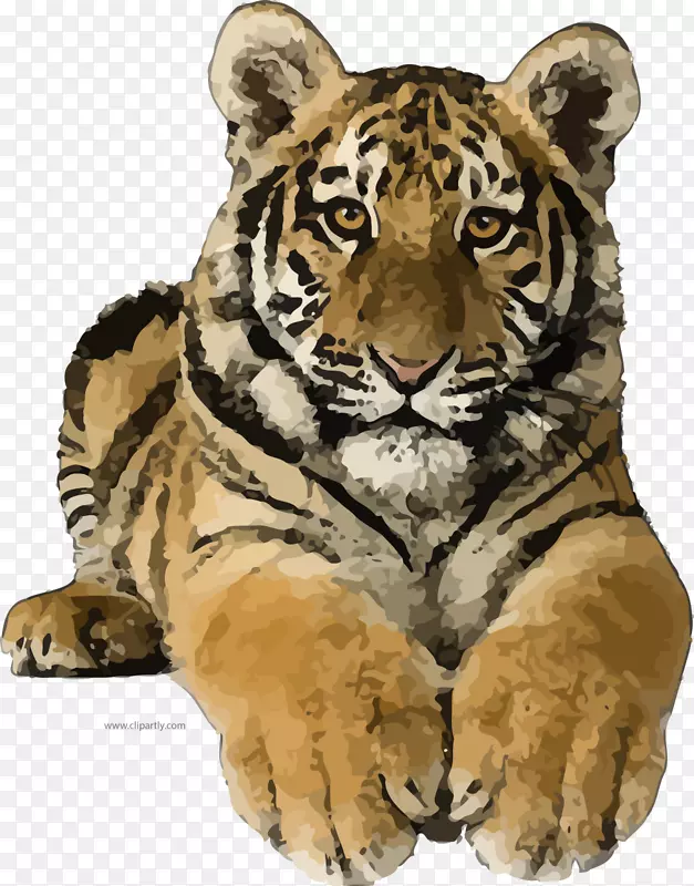 剪贴画猫科狮子孟加拉虎png图片-狮子